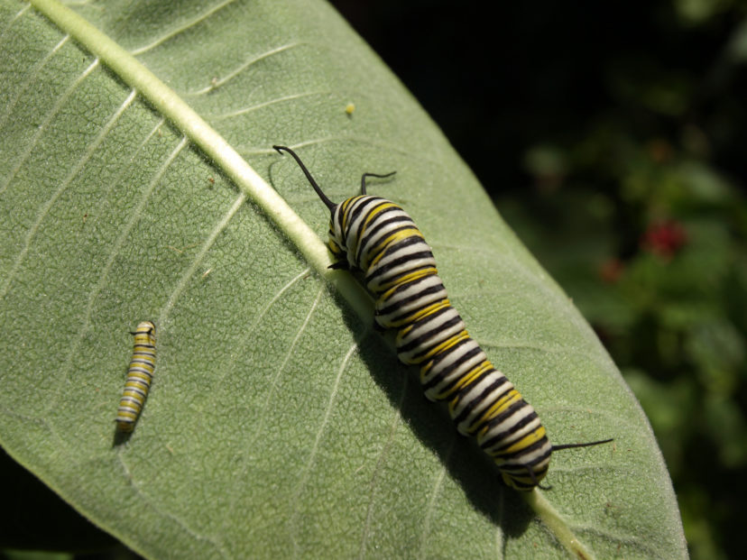 September Week 1 Insects and Animals | Home & Garden Information Center