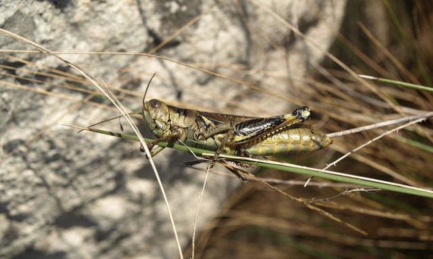 September Week 4 Insects and Animals