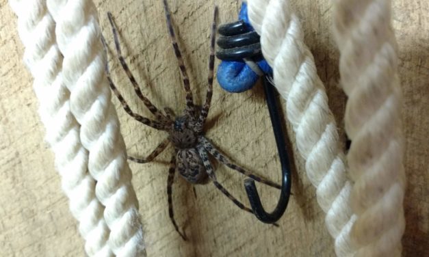 September Week 2 Insects and Animals