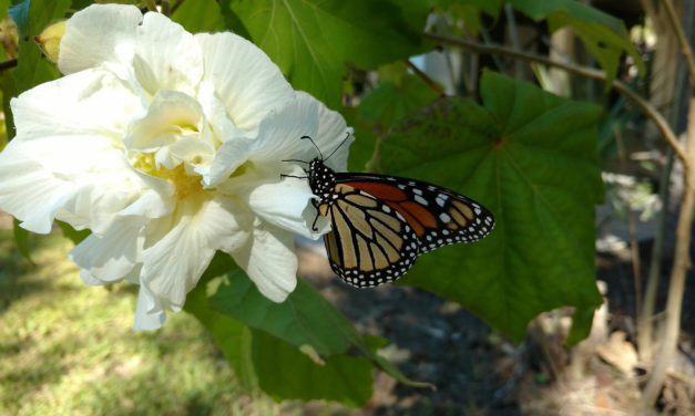 September Week 3 Insects & Animals