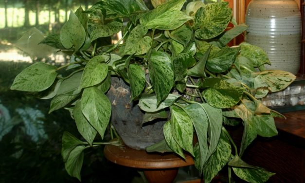 Prepare Houseplants to Move Back Inside