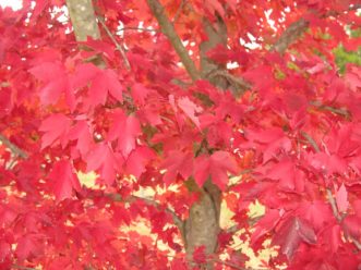 Some red maples produce an intense red color during October.