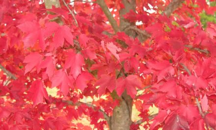Fall Colors Are Coming!