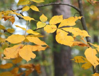 Hickories produce a warm, golden yellow color in fall.
