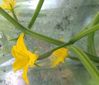 Female flowers are produced singularly, with a swollen base (the ovary) where the fruit develops. 