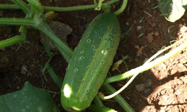 Cucumber