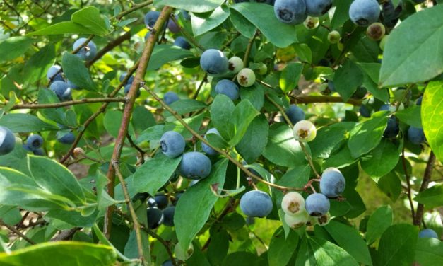 Fruit Garden Sanitation and Preparation