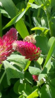 Honey bee feeding on crimson clover flower.