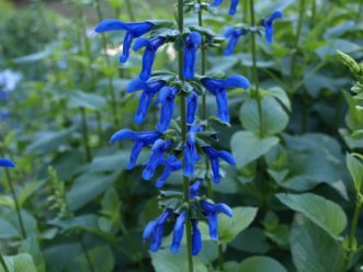 ´Black and Blue´ Salvia is an excellent plant to add blue color to the garden.