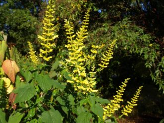 Forsythia Salvia is one of the latest blooming species, but it is well worth the wait.