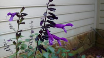 ´Armistad´Salvia is a favorite of hummingbirds and butterflies.