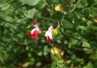 ´Hot Lips´ Salvia blooms prolifically in the spring and fall.