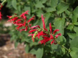 Pineapple Sage has beautiful red flowers in the late fall.
