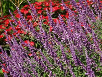 Mexican Sage has gray, fuzzy foliage that contrasts well with the solid purple or purple and white flowers.