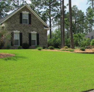 Centipedegrass lawn. 