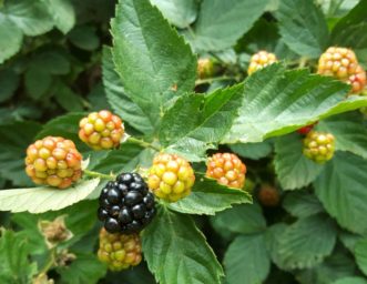 When pruning blackberries remove all the floricanes (the canes that fruited over the summer) from the plants and discard or burn.
