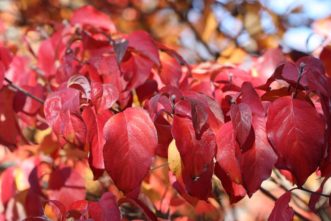 Flowering Dogwood showing red fall colors.