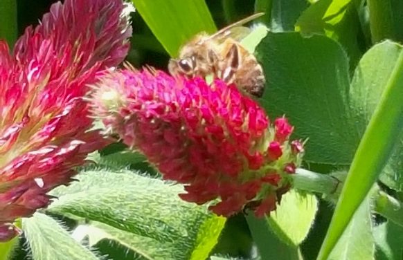 Plant a Cover Crop