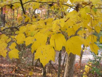 Red Maple tree showing beautiful yellow fall colors.