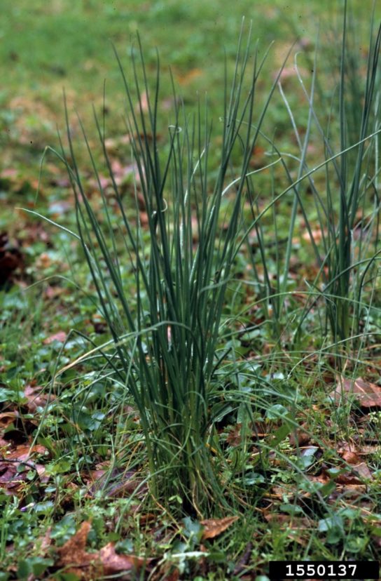 Get Rid of Onion Grass - Green Lawn Fertilizing