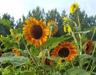 A variety of bees visit sunflowers for nectar and pollen resources while providing pollinator services.