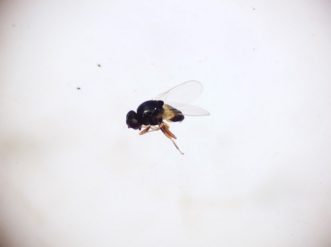 An eye gnat (Liohippelates spp.) under 15x magnification.