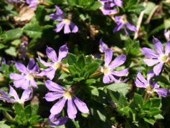 ´New Wonder ´Scaevola blooms all summer long. 
