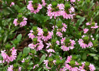 The dainty pink flowers of ´Pink Charm™´ Scaevola will bloom from mid-spring to late summer.