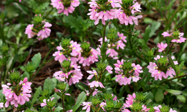 Scaevola or Fan Flower