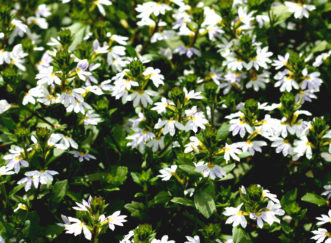 ´Fairy™ White´Scaevola has dainty white flowers.
