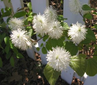 Fothergilla x intermedia ‘Mt. Airy’ flowers open in April with the fragrance of honey.