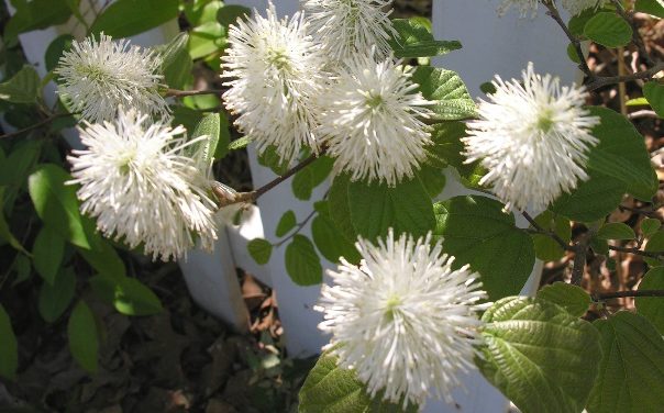 Fothergilla – The Best of the Natives
