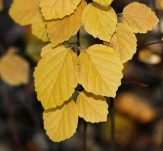 Fothergilla x intermedia ‘Mt. Airy’ exhibiting golden-yellow fall color during early November.