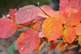 Fothergilla x intermedia ‘Mt. Airy’ has brilliant red and orange fall color in early November. More foliage coloration will develop if plants receive several hours of sunlight.