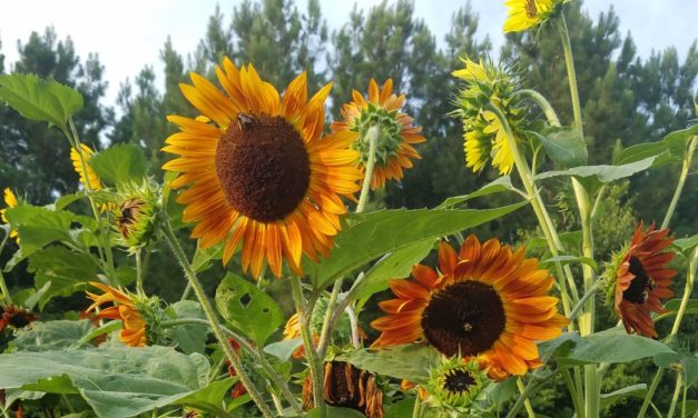 Incorporating Beneficials Into the Gardener’s Toolkit