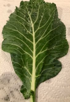 Collard green has been well washed and ready to be cut.
