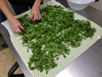Basil can be arranged in a single layer on paper towels or cloth towels for further removal of moisture.<br />LayLa Burgess, ©2018, HGIC, Clemson University
