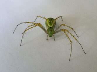 Green lynx spiders (Peucetia viridans) predate on small insects in the landscape but have also been observed feeding on many species of moths among agricultural crops.