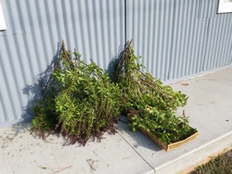 Harvested basil plants from the common garden.