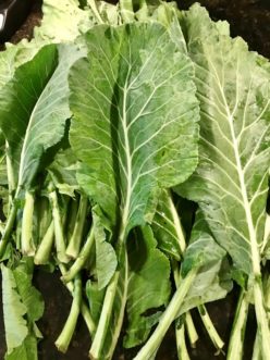 Large bunches of collard greens are being harvested right now.