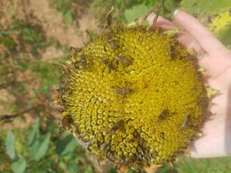 Leaf-footed bugs amassing on a sunflower. Pest insect numbers can build up quickly if left unchecked. Regular scouting and the setting of threshold levels for acceptable damage can help keep damaging insect numbers down.