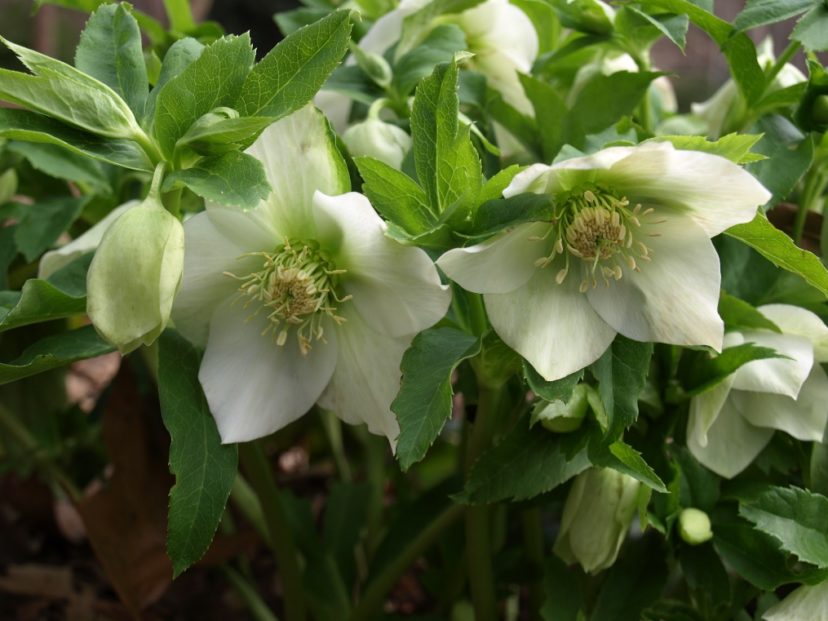 Lenten Rose (Helleborus species) flowers bloom in colors ranging from white, pink, rose, to deep purple.