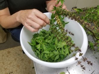 Pinching healthy basil leaves from stems.