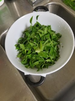 Straining removes moisture from basil leaves.<br />LayLa Burgess, ©2018, HGIC, Clemson University