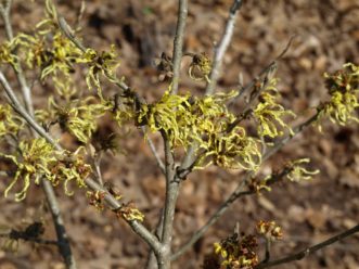 The spidery, fragrant flowers of Witchhazel (Hamamelis x intermedia) bloom from mid- to late winter.