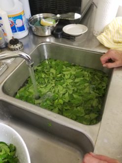 Sanitizing basil with a triple rinse and drain.<br />LayLa Burgess, ©2018, HGIC, Clemson University