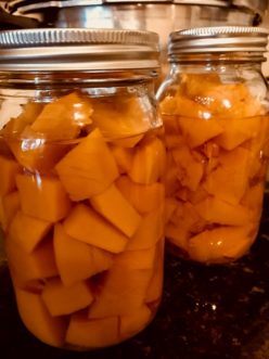 When done, cooking pumpkins can be cooked and frozen or pressure canned for later use.