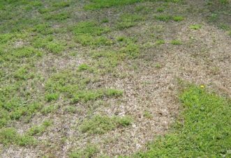 Winter turf loss is primarily a problem on the warm-season turfgrasses in the Carolinas and is generally referred to as ‘winterkill’.