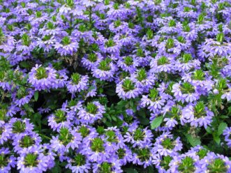 Fan flower (Scaevola aemula) is an excellent summer annual to grow in hanging baskets, window boxes, containers, or as a bedding plant.