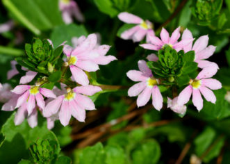 ´Fairy™ Pink´ Scaevola is an excellent choice for mixed containers and hanging baskets.